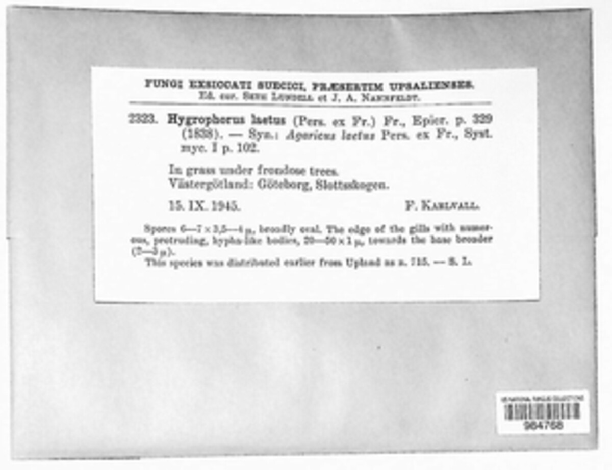 Gliophorus laetus image